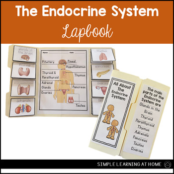 Preview of Endocrine System Lapbook Endocrine System Activity Simple Primary