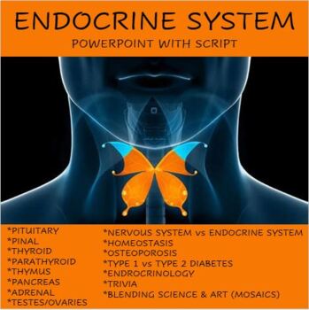Preview of Endocrine System Lesson - Anatomy Presentation & Engaging Script