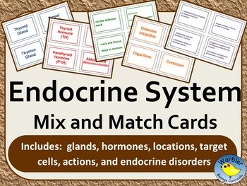 Endocrine System Mix and Match Cards by Warbler Biology Curricula