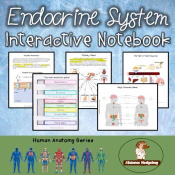 Preview of Endocrine System Notes