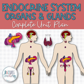 Preview of Endocrine System Organs and Functions