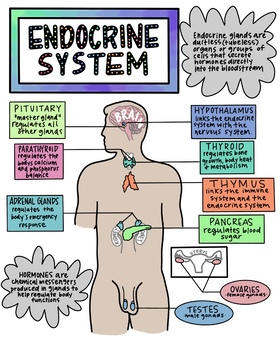 Preview of Endocrine System Poster