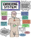 Endocrine System Poster