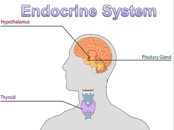Preview of Endocrine System PowerPoint