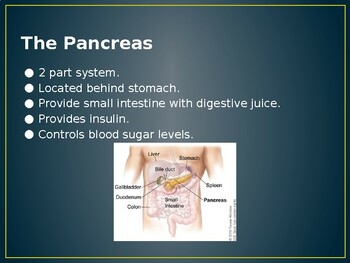 Preview of Endocrine System PowerPoint