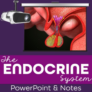 Preview of Endocrine System PowerPoint and Notes for Anatomy and Physiology