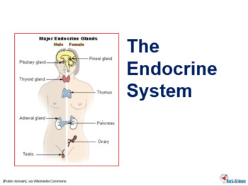 Preview of Endocrine System Powerpoint Presentation