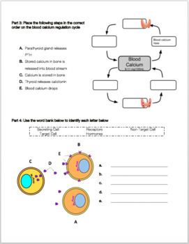 endocrine system homework review worksheet