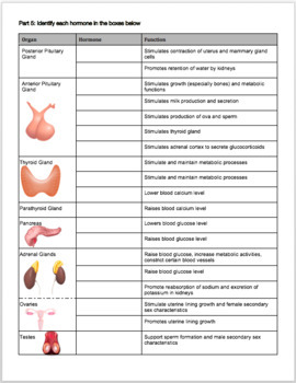 Endocrine System Review Worksheet by Biology with Brynn and Jack