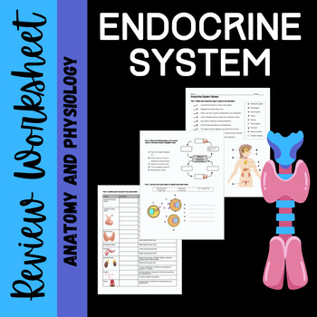 Preview of Endocrine System Review Worksheet