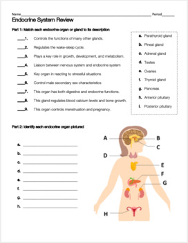 Endocrine System Review Worksheet by Biology with Brynn and Jack
