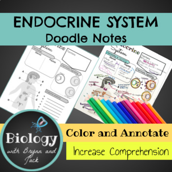 Preview of Endocrine System Sketch Notes