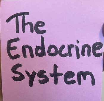 Preview of Endocrine System Song Stand Alone or Compatible w/ Classical Conversations C3W11