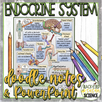 Preview of Endocrine System Doodle Notes & Quiz + PowerPoint