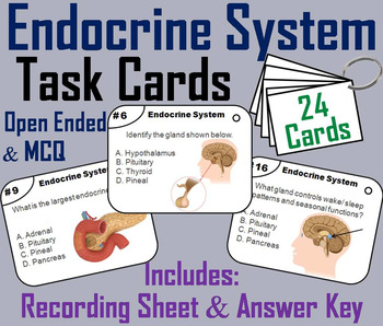 Preview of Endocrine System Task Cards (Human Body Systems Activity: Anatomy & Physiology)