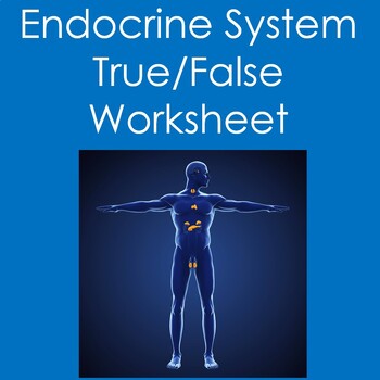Preview of Endocrine System True False Worksheet (Anatomy, Physiology, Biology)