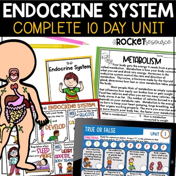 Preview of Endocrine System Unit |  Glands | Hormones | Diabetes