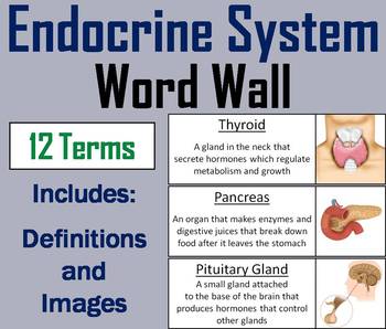 Preview of Endocrine System Word Wall Cards
