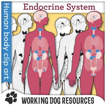 Preview of Endocrine System clip art