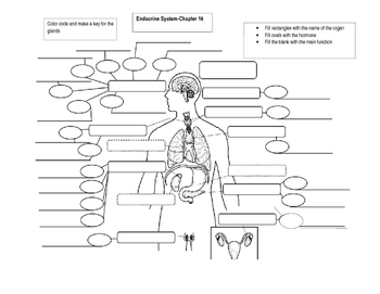 Preview of Endocrine System labeling and concept map