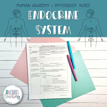 Preview of Endocrine System of Human Body