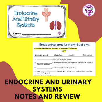 Preview of Endocrine and Urinary Systems - Human Body Systems Adapted Notes and Review