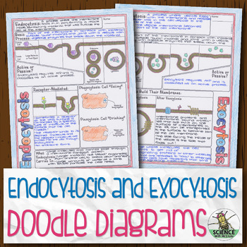 Exocytosis Endocytosis Worksheets Teaching Resources Tpt