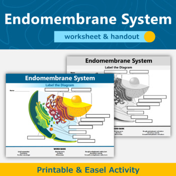 Preview of Endomembrane System of a Eukaryote Cell Worksheet and Handout