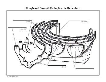 Endoplasmic Reticulum - Structure and its Functions