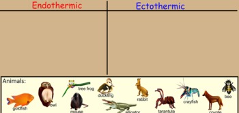 Endothermic and Ectothermic Animals Minilesson w/ SmartBoard by Melanie  Kafader