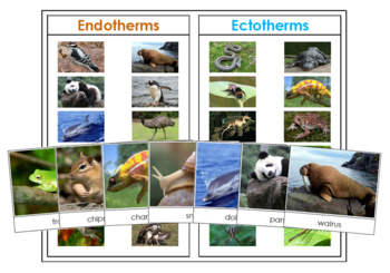 Endothermic & Ectothermic Animals - Sorting Cards & Control Chart
