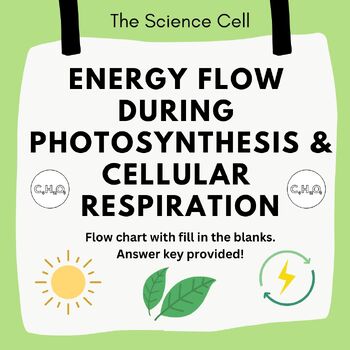 Photosynthesis Flow Chart Worksheet Answers