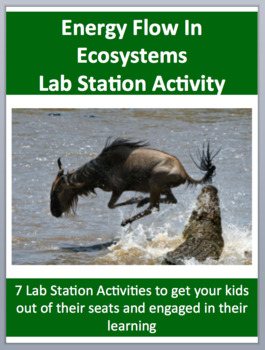 Preview of Energy Flow In Ecosystems - 7 Lab Station Activities