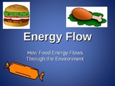 Energy Flow Through an Ecosystem