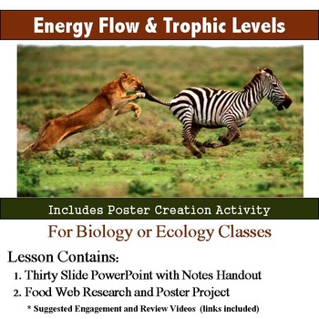 Preview of Energy Flow and Trophic Levels Lesson and Activity