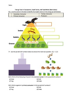 Preview of Energy Flow in Ecosystems, Food Chains, and Food Webs - Worksheet (Printables)