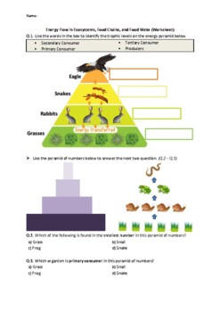Preview of Energy Flow in Ecosystems, Food Chains, Food Webs - Worksheet | Easel & PDF