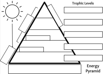 Trophic Levels - Graphic Organizer