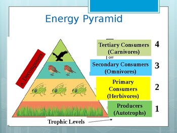 Energy Pyramid by Shae's Science Stuff | Teachers Pay Teachers