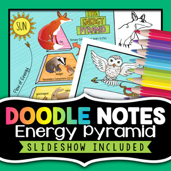 Preview of Energy Pyramid Doodle Notes - Energy Flow Through Ecosystems