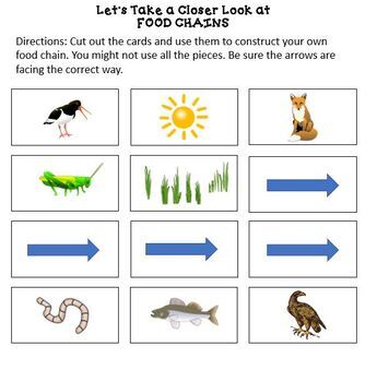 Energy and Food Chains Worksheets and Modelling Activities and Article