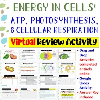 Preview of Energy in Cells: Photosynthesis & Cellular Respiration * Digital Review Activity
