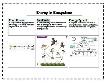 Preview of Energy in Ecosystems Hand-out with Activity