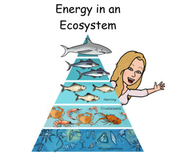 Preview of Energy in an Ecosystem (Marine) 3-Part Activity