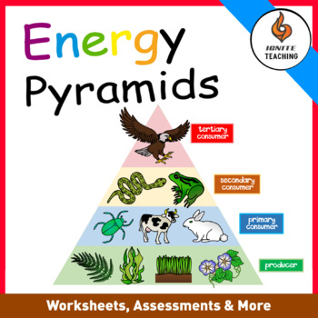 Energy Pyramid worksheets, Cut and Paste,Reading Passage, Matching