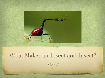 Preview of Engage NY Insects Day 2