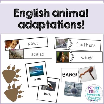 Preview of English Animal Adaptations