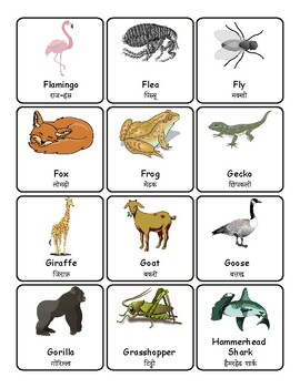 Animals English/Hindi Vocabulary Flashcards Labels Word Wall | TPT
