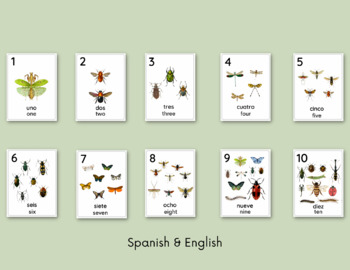 Preview of English and Spanish Insect Number Cards | Spanish Classroom | Bilingual Cards