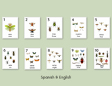 English and Spanish Insect Number Cards | Spanish Classroo